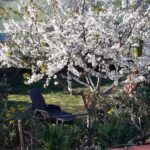 L’Albero di Antonia